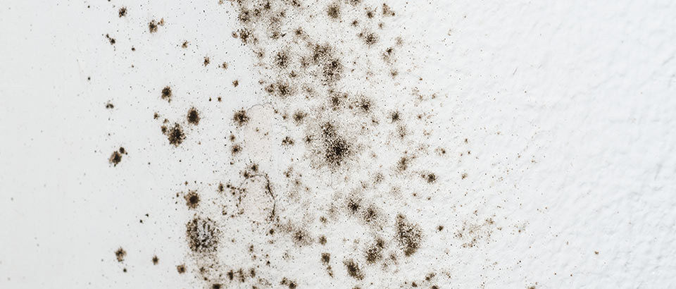 Allergener i hjemmet – skimmelsvamp